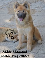 chiot eurasier